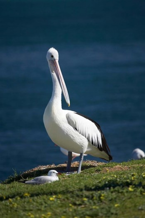 Australian Pelican Bird Blacksmiths Australia Poster Print by David Wall - 17 x 26 in.