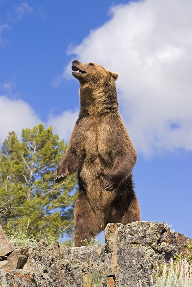 Grizzly Bear Standing On A Ridge Poster Print by John Pitcher, 22 x 34 - Large