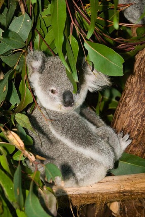 Australia Brisbane Fig Tree Pocket Koala Bears Poster Print by Walter Bibikow - 18 x 26 in.