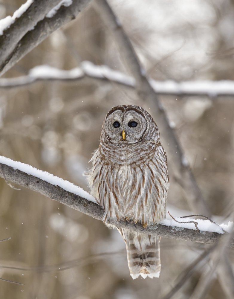 Barred Owl Strix Varia - Boucherville Quebec Canada Poster Print by Dominic Marcoux - 13 x 17