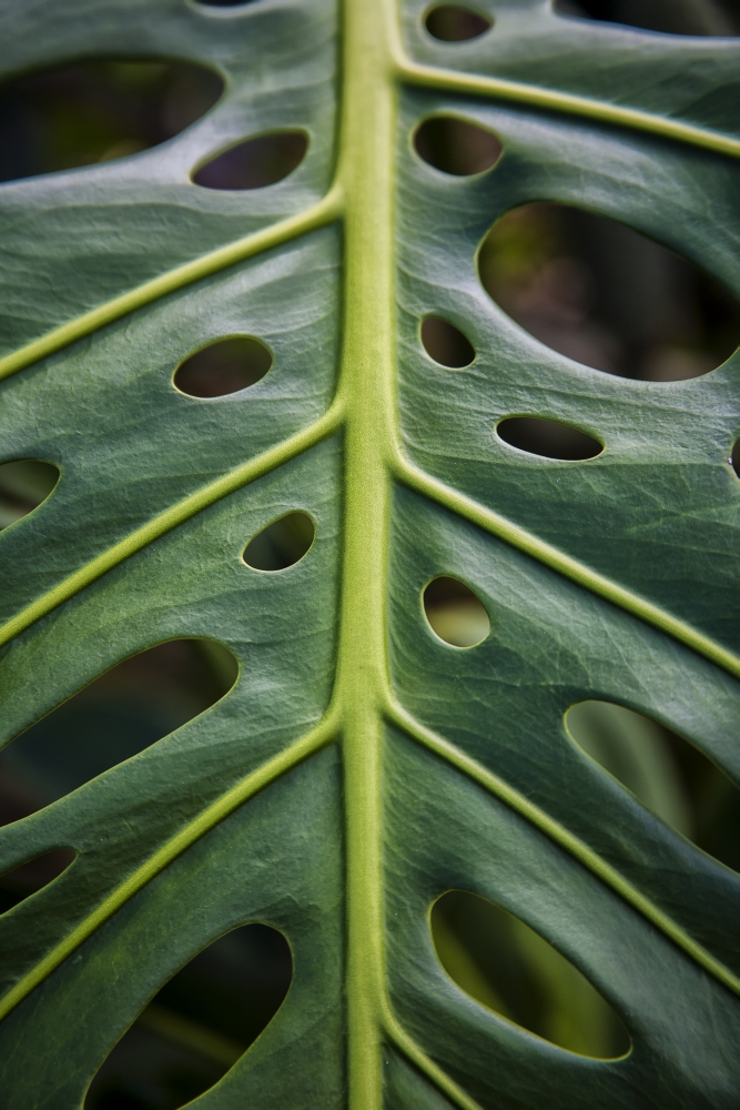 DPI12305775LARGE Close Up of A Green Leaf with Holes in It - Hawaii United States of America Poster Print by Scott Mead, 24 x 38 - Large