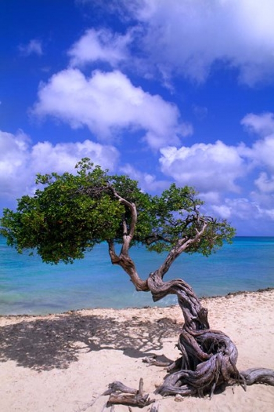 PDDCA04BBA0017 Lone Divi Tree Aruba Caribbean Poster Print by Bill Bachmann - 19 x 28 in.