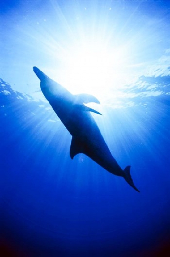 Atlantic Spotted Dolphin Bahamas Poster Print by Greg Johnston - 25 x 38 in.