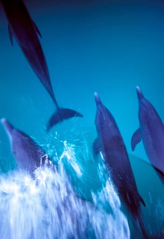 Atlantic Spotted Dolphins Standing Bimini Bahamas Poster Print by Greg Johnston - 24 x 35 in.