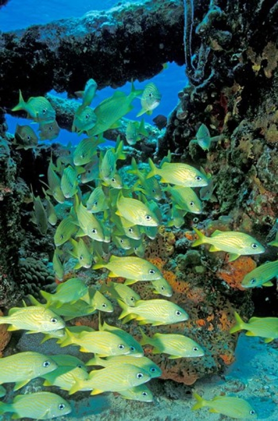Schooling Bluestriped Grunts Bahamas Caribbean Poster Print by Stuart Westmorland - 24 x 36 in.