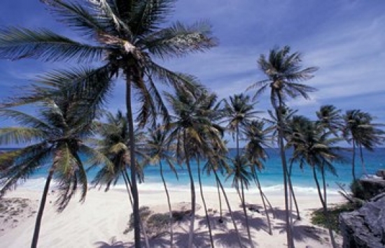 Palm Trees on St Philip Barbados Caribbean Poster Print by Stuart Westmorland - 35 x 23 in.