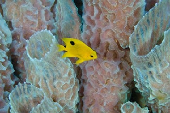 PDDCA09POX0083 Threespot Damselfish Azure Vase Sponge Caribbean Poster Print by Pete Oxford - 36 x 24 in.
