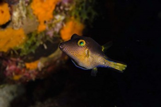 PDDCA09POX0102 Sharpnose Puffer Fish Bonaire Netherlands Antilles Poster Print by Pete Oxford - 36 x 24 in.