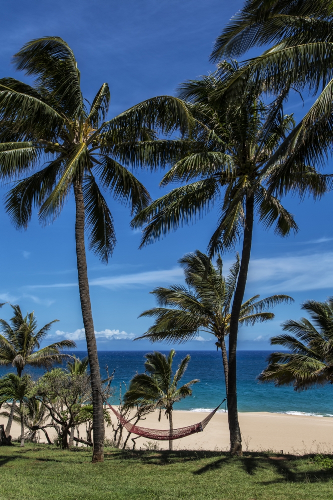 DPI12305830 A Hammock Hangs Between Two Palm Trees On The Beach with Blue Sky & Ocean Poster Print by Scott Mead, 12 x 19