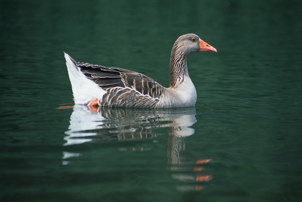 Duck On Water Poster Print by Corey Hochachka, 34 x 22 - Large