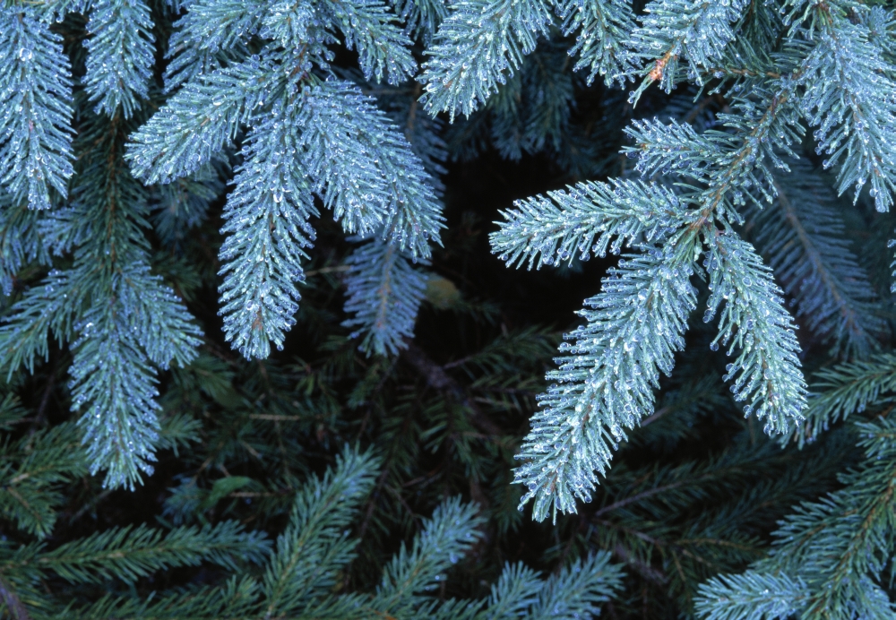 Frozen Pine Needles Poster Print by Natural Selection John Reddy, 18 x 12