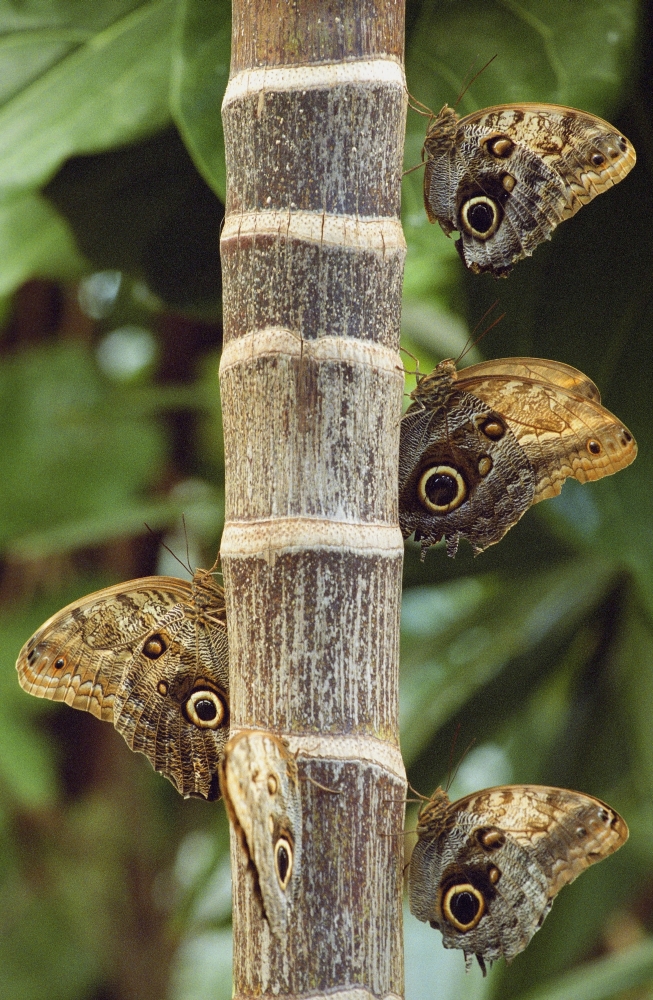 Butterflies Poster Print by Bilderbuch, 11 x 18