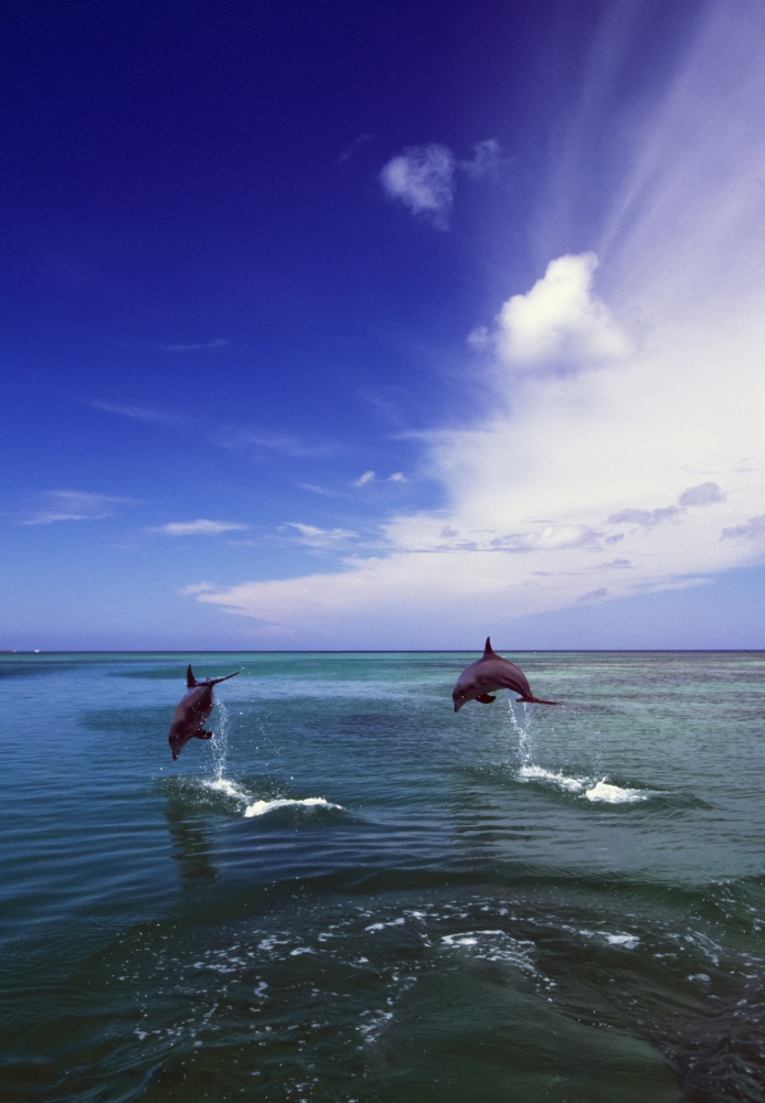 DPI1783802LARGE Two Bottlenose Dolphins Leaping Out of Water Caribbean Sea Poster Print by Natural Selection Craig Tuttle, 24 x 36 - Large