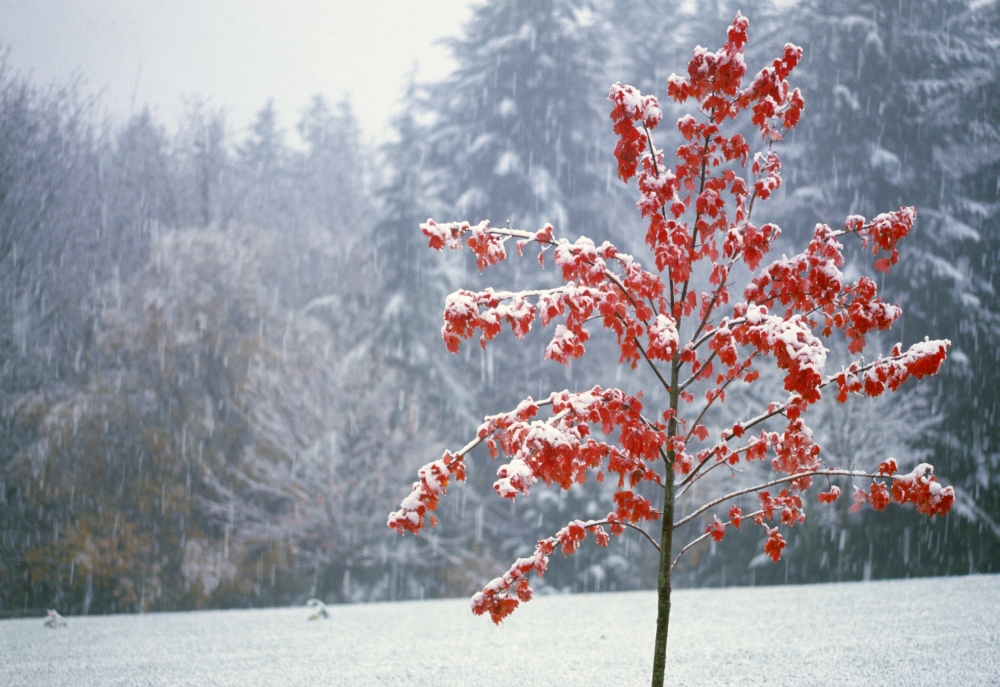 Tree in The Winter Poster Print by Natural Selection Craig Tuttle, 36 x 24 - Large