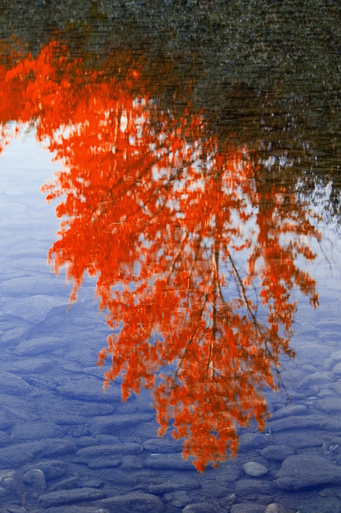 Autumn Reflections Poster Print by Carson Ganci, 22 x 34 - Large