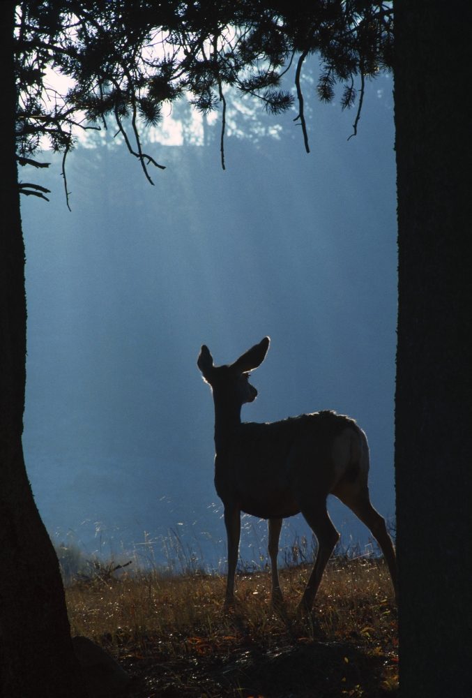 DPI1784738LARGE Deer in a Forest Poster Print by Natural Selection David Ponton, 24 x 36 - Large
