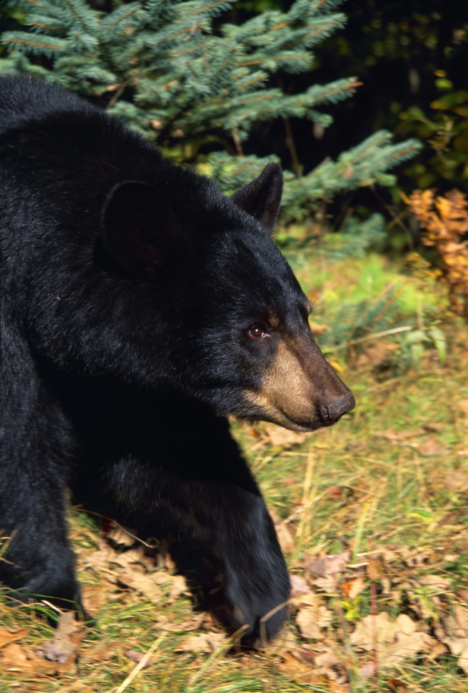 DPI1784774LARGE Black Bear Poster Print by Natural Selection William Banaszewski, 24 x 36 - Large