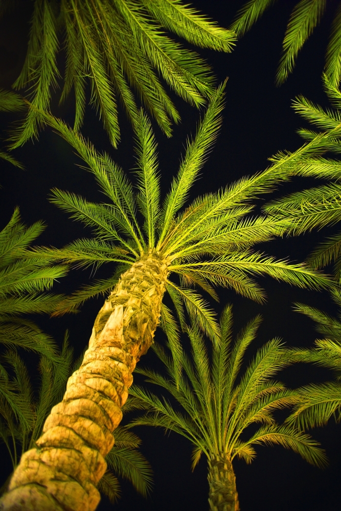 Palm Trees Arecaceae Genera Poster Print by Don Hammond - 11 x 17