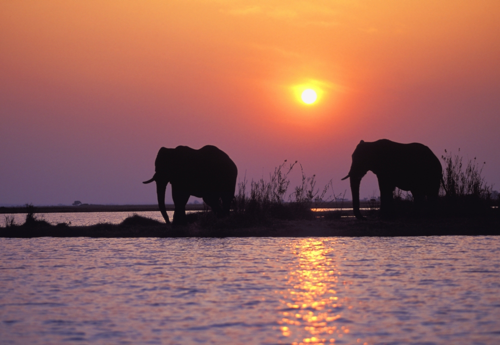 Elephant Silhouettes Poster Print by John Pitcher, 34 x 22 - Large