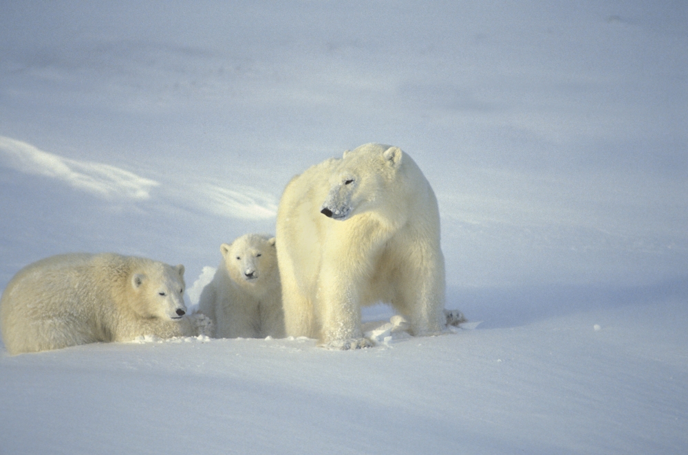 Polar Bears with Cubs Poster Print by John Pitcher, 17 x 11