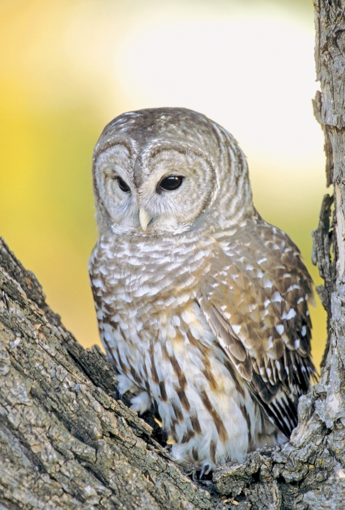 Barred Owl Roosting in Tree Poster Print by John Pitcher, 22 x 34 - Large
