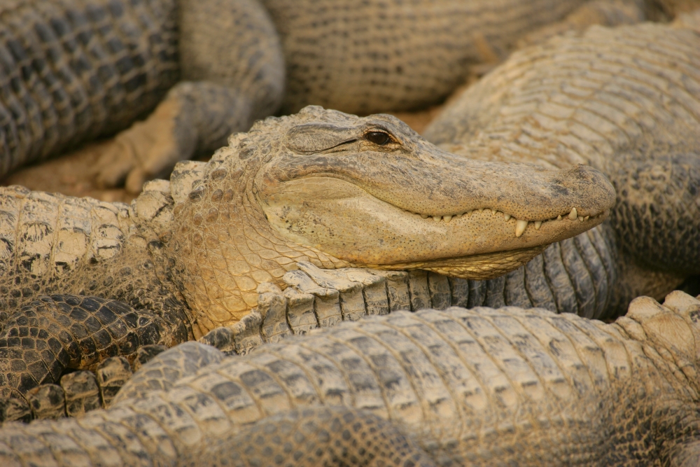 Alligators Poster Print by Don Hammond, 34 x 22 - Large