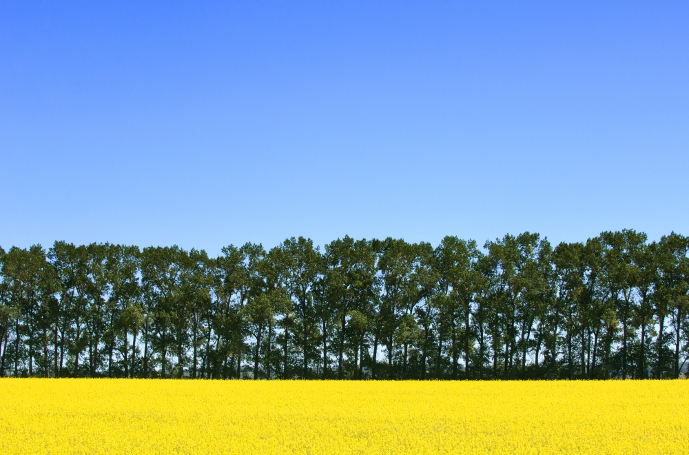 Canola Field & Trees Poster Print by Dean Muz, 34 x 22 - Large