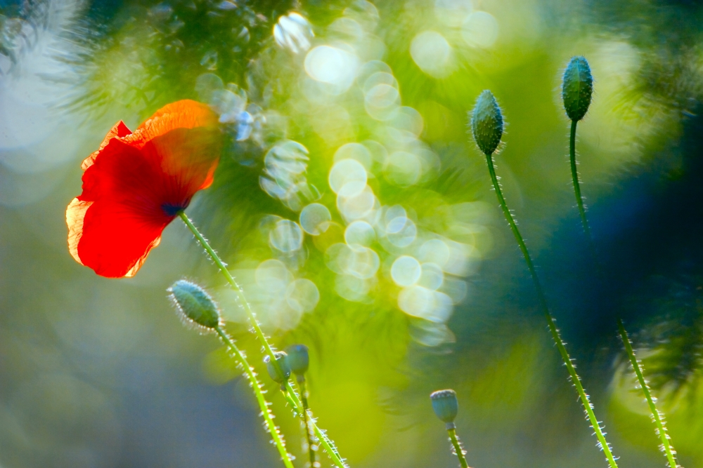 Red Poppy Poster Print by Don Hammond, 34 x 22 - Large