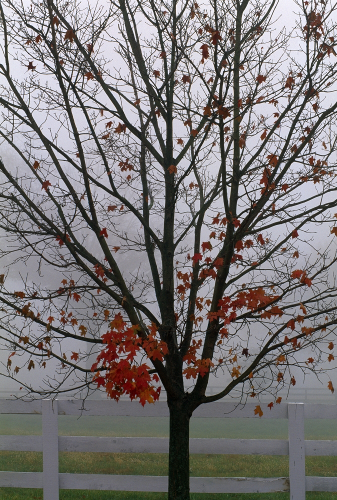 DPI1789539LARGE Maple Tree in Autumn Poster Print by Natural Selection Tony Sweet, 24 x 36 - Large