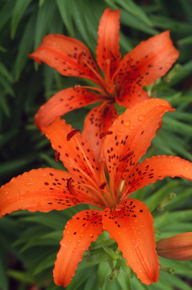 DPI1789618LARGE Orange Day Lilies Poster Print by Natural Selection Tony Sweet, 24 x 36 - Large
