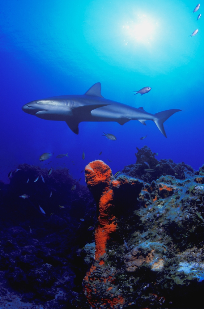 Caribbean Reef Shark Poster Print by Carson Ganci, 22 x 34 - Large