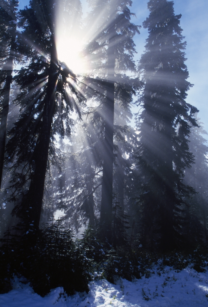 DPI1790752LARGE Sunbeams Through Pine Trees Poster Print by Natural Selection Craig Tuttle, 24 x 36 - Large