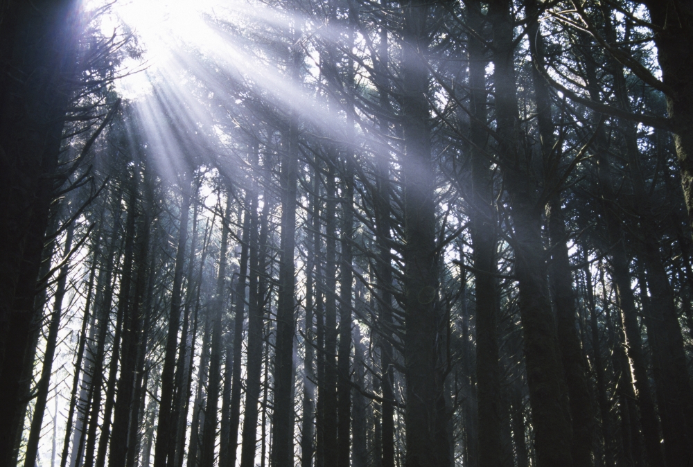 Sunbeams Through Silhouetted Pine Trees Poster Print by Natural Selection Craig Tuttle, 36 x 24 - Large