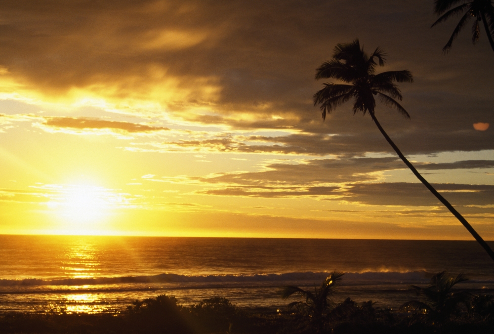 DPI1790757LARGE Sunrise with Palm Trees Poster Print by Natural Selection Craig Tuttle, 36 x 24 - Large