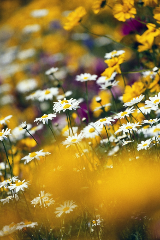 Group of Daisies Poster Print by Natural Selection Craig Tuttle - 24 x 36 - Large