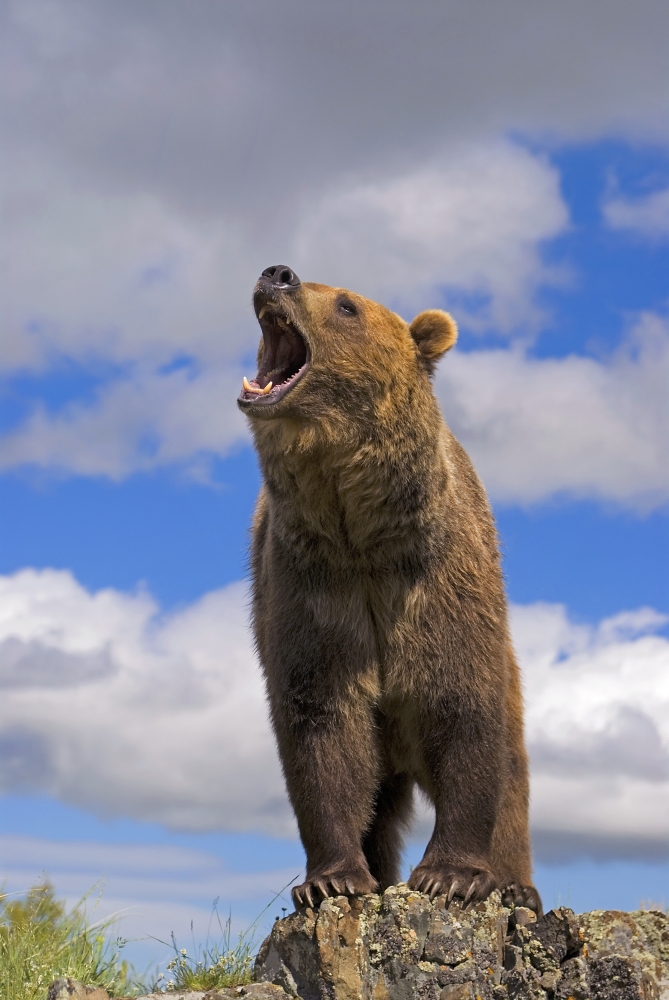 Grizzly Bear Roaring Poster Print by John Pitcher, 22 x 34 - Large