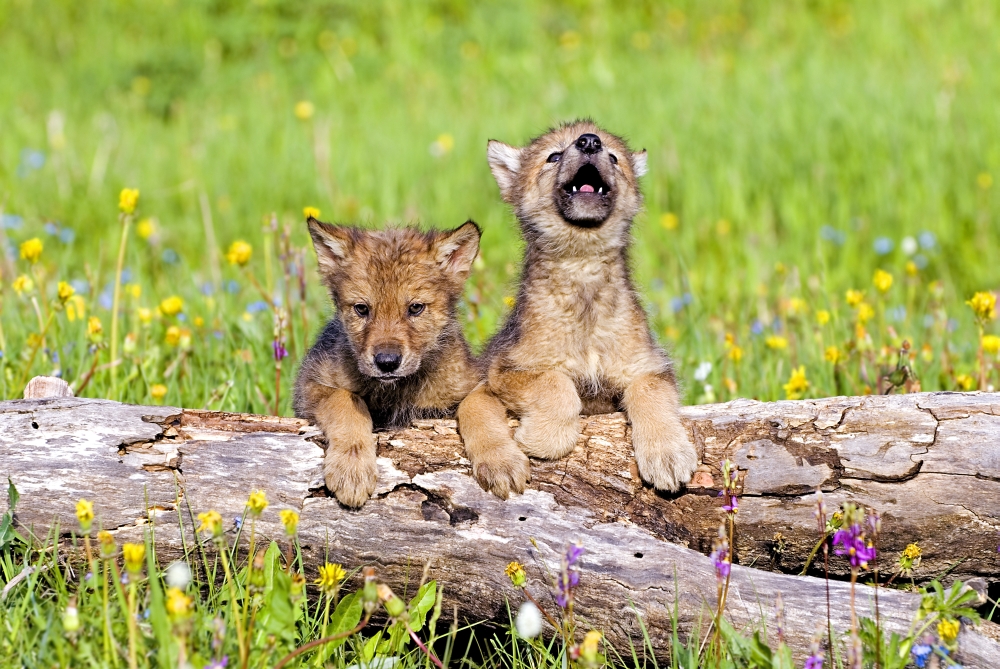 Wolf Cubs On Log Poster Print by John Pitcher, 17 x 11