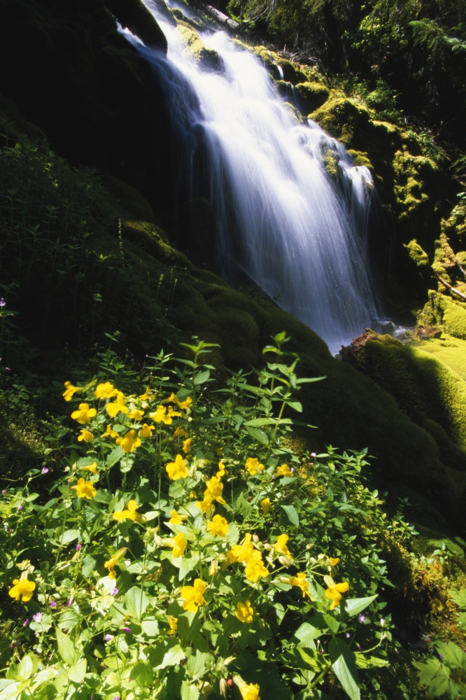 Proxy Falls Poster Print by Natural Selection Craig Tuttle - 12 x 18