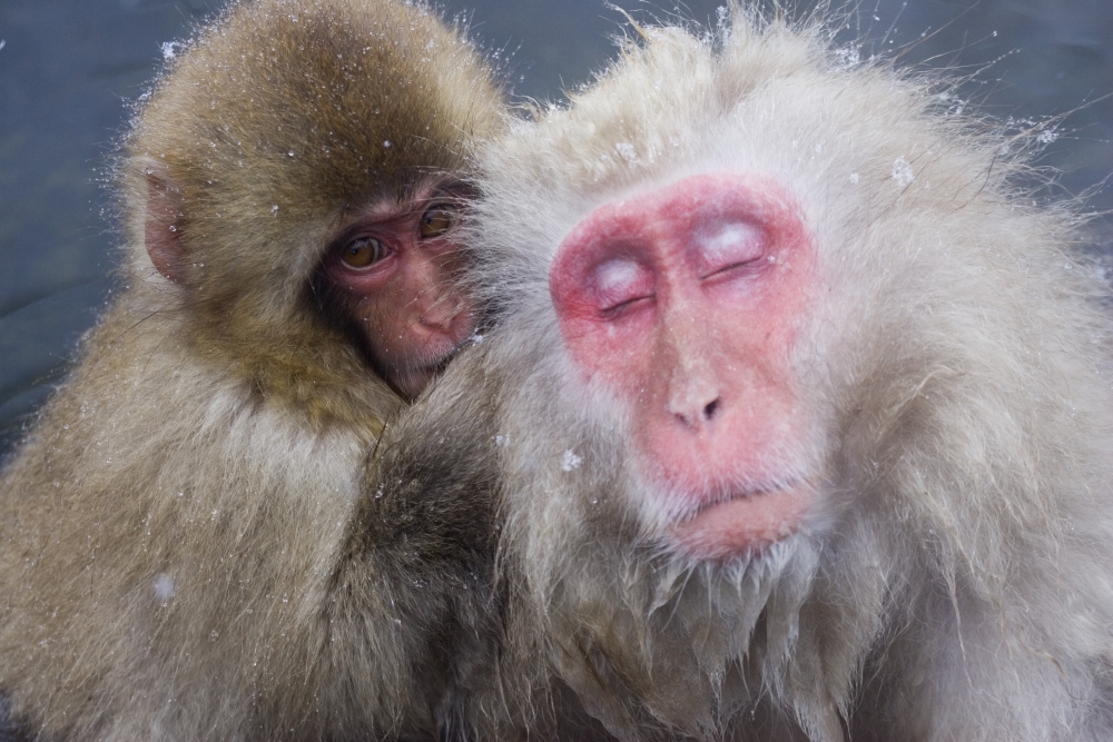DPI1782142LARGE Older Snow Monkey Being Groomed by A Younger Monkey Poster Print by Natural Selection Anita Weiner, 36 x 24 - Large