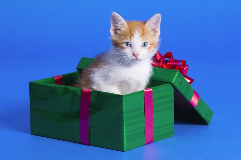 Kitten in Gift Box Poster Print by Corey Hochachka, 34 x 22 - Large