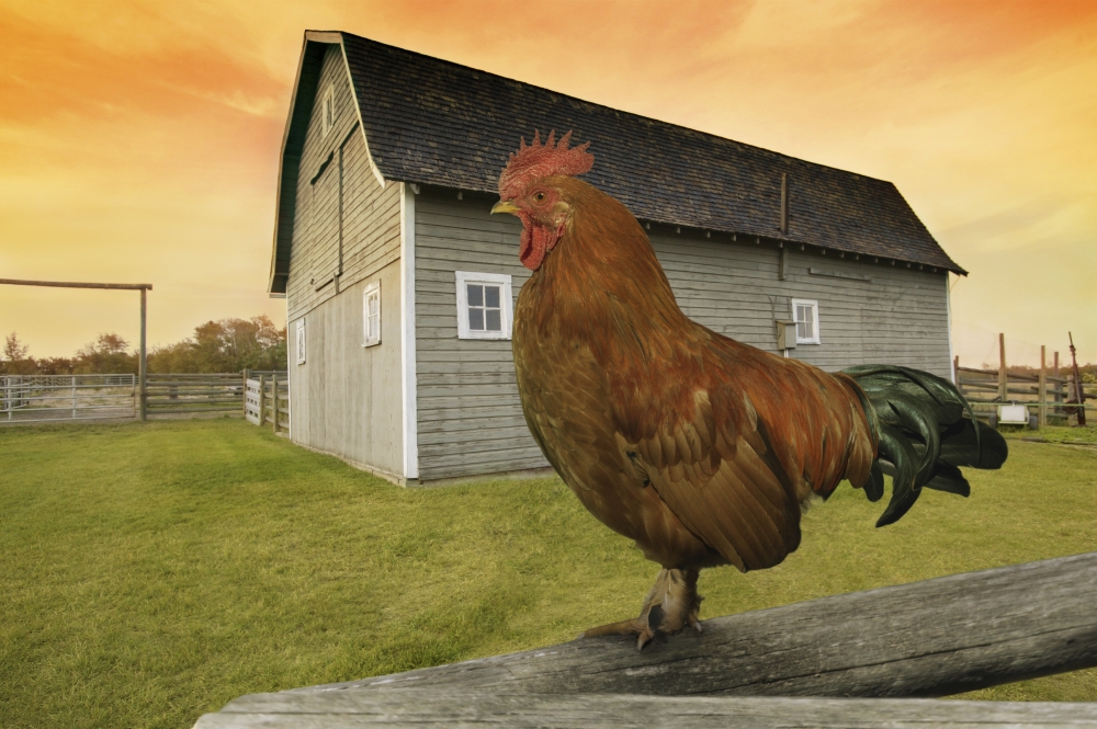 Rooster Poster Print by Don Hammond, 17 x 11
