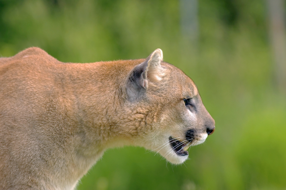 Cougar Profile Poster Print by John Pitcher - 17 x 11