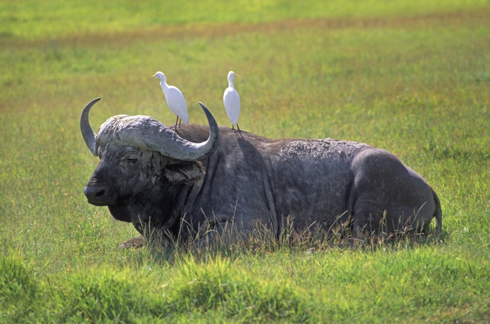 DPI1786505 Cape Buffalo in Tanzania Poster Print by John Pitcher, 17 x 11