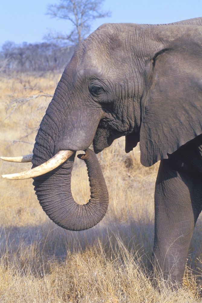 Bull Elephant Poster Print by John Pitcher - 11 x 17