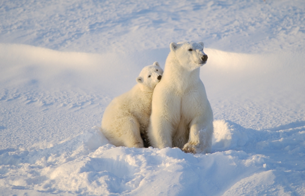 Polar Bear & Cub Poster Print by John Pitcher, 34 x 22 - Large