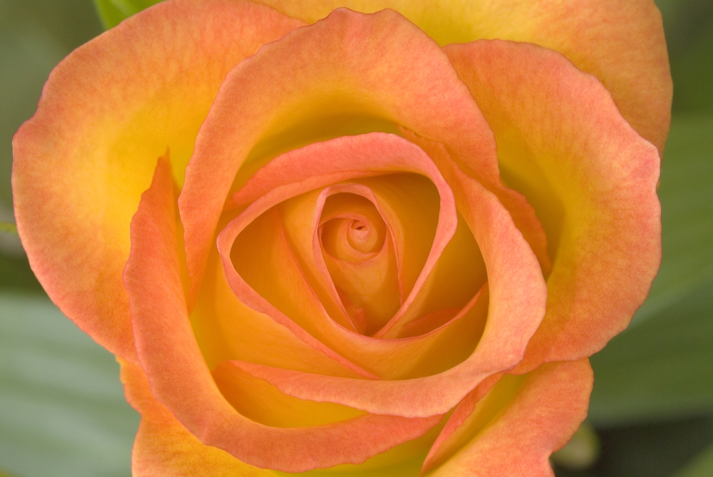 Hybrid Tea Rose Circus Poster Print by John Pitcher, 34 x 22 - Large