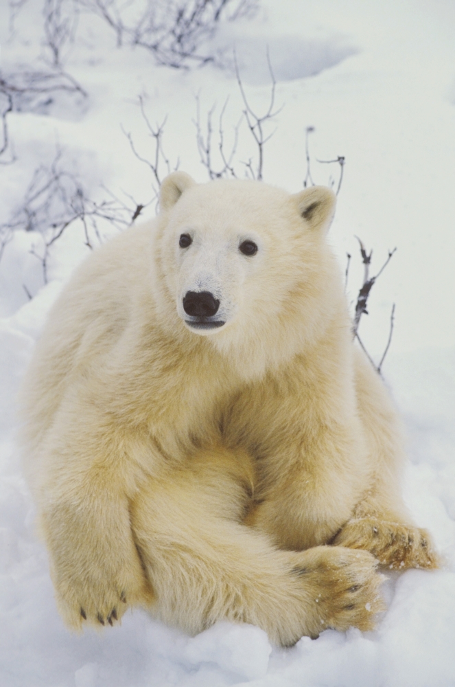Polar Bear Cub Sitting Poster Print by John Pitcher - 11 x 17