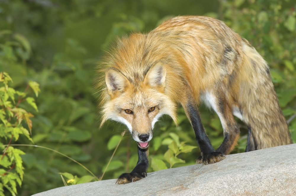 Red Fox Poster Print by John Pitcher - 17 x 11