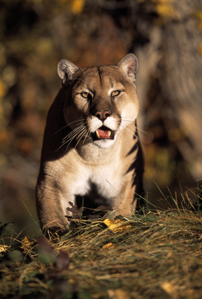DPI1787502 Stalking Mountain Lion Poster Print by Natural Selection David Ponton, 12 x 18