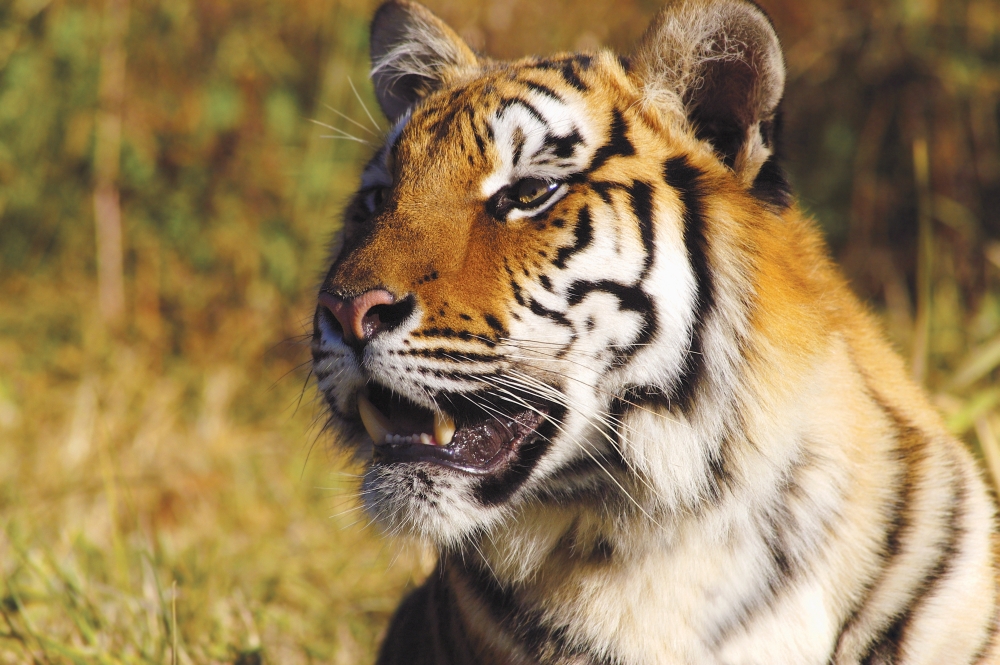 Tiger Head Shot Poster Print by John Pitcher - 17 x 11